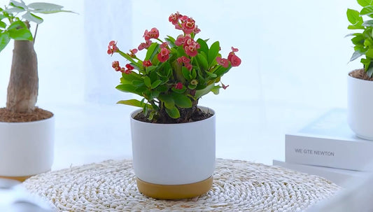 6 Pack Self-Watering Planters