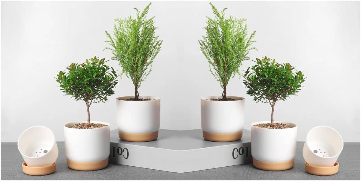 6 Pack Self-Watering Planters