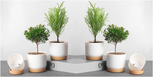 6 Pack Self-Watering Planters