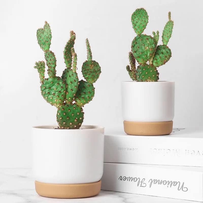 6 Pack Self-Watering Planters