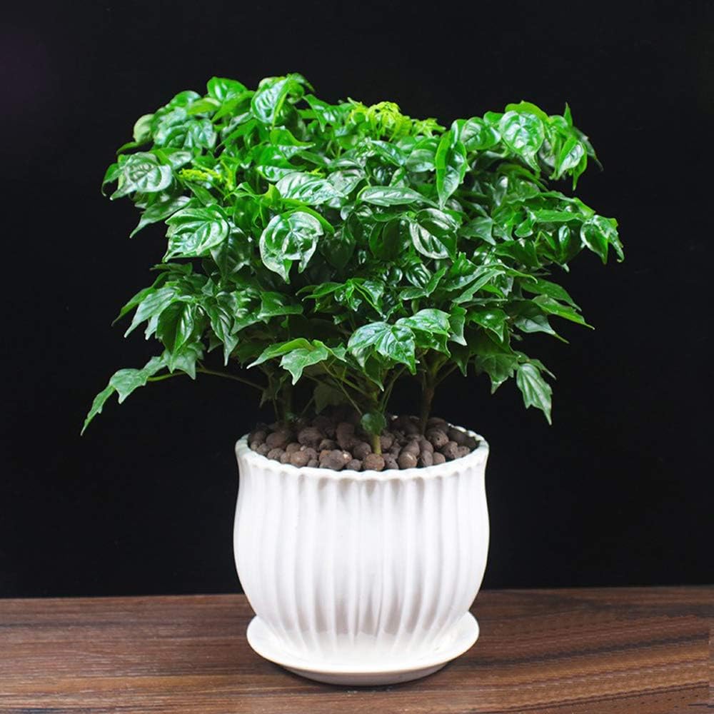 Yesland 3 Pack Ceramic Planter Pots